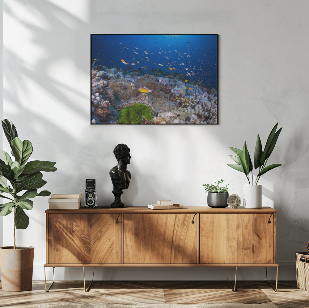 Anemon en Anthias | Poster