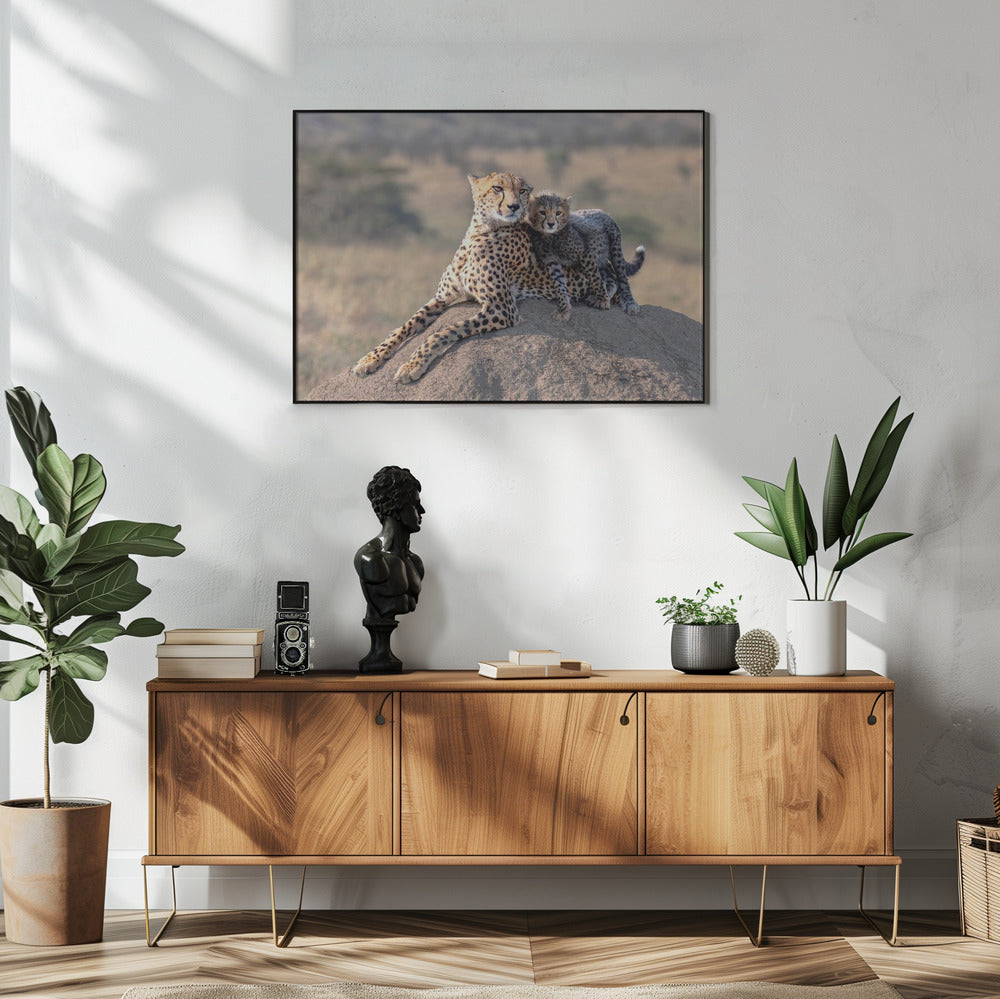 Cheetah en kopje! | Poster