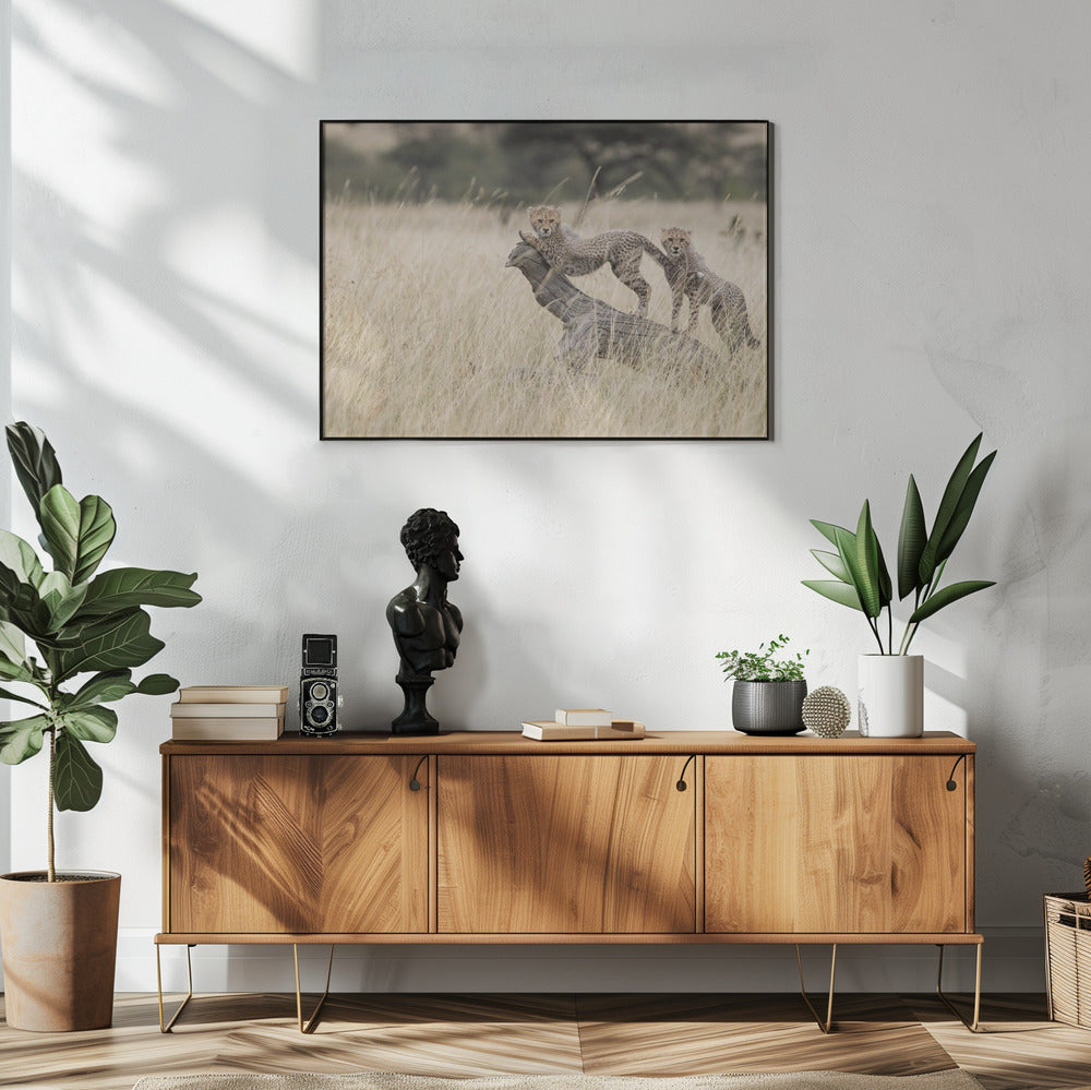 Nieuwsgierige katjes | Poster