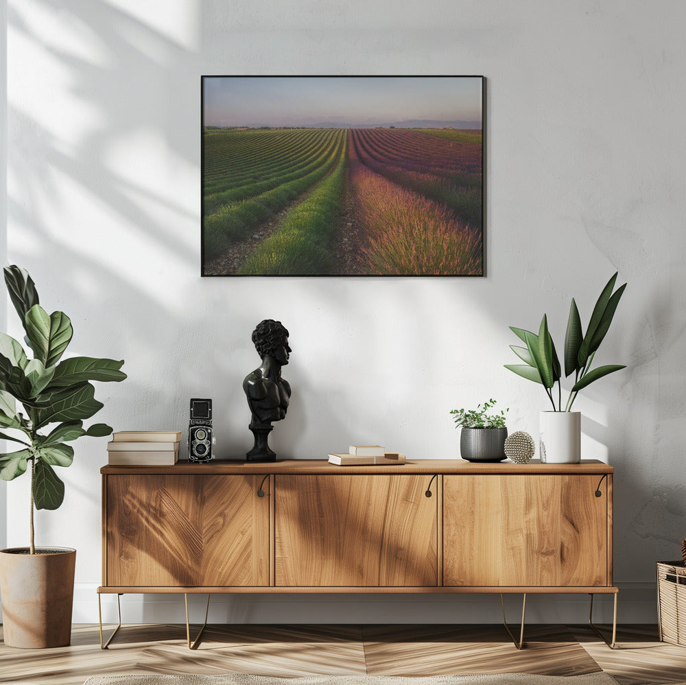 Lavendelveld | Poster