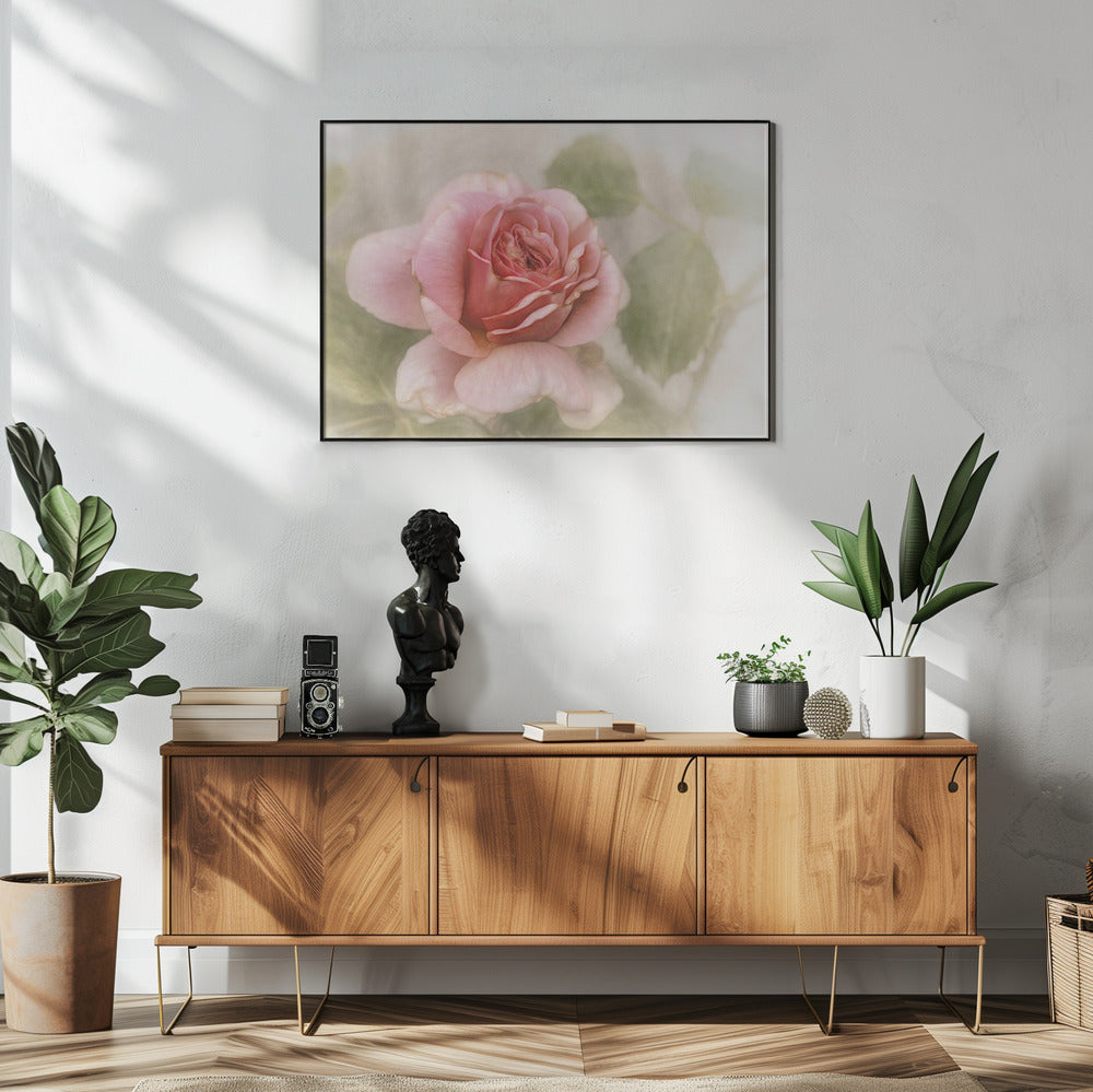 gladde roos | Poster