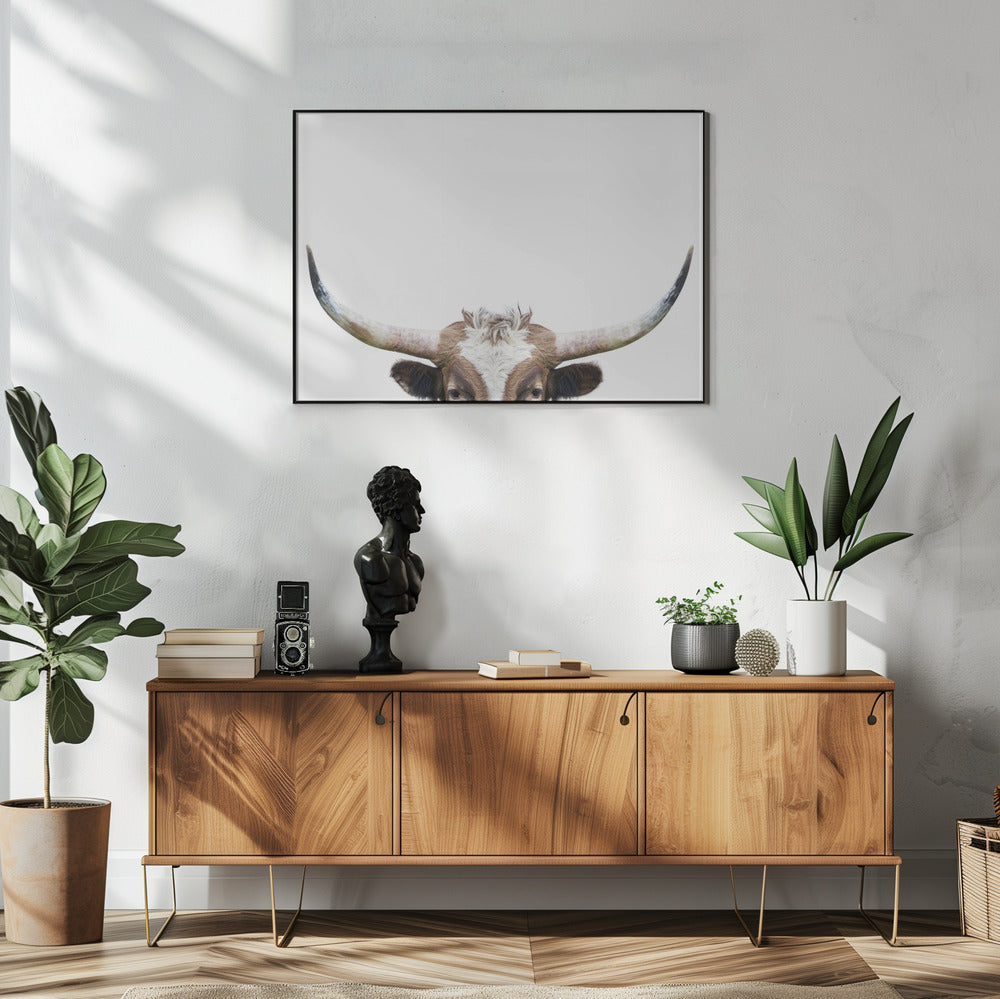 Glurende Longhornkoe | Poster