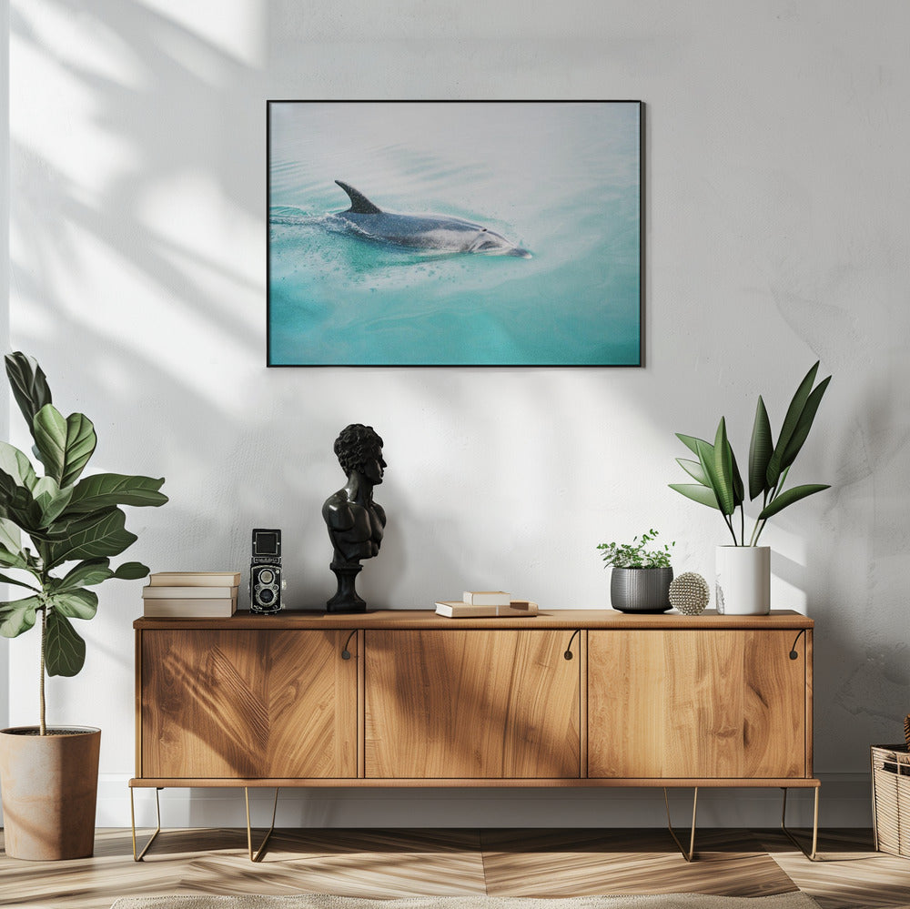 Dolfijn NZ Noord | Poster