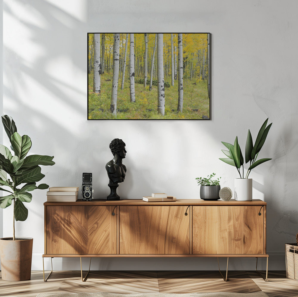 Yellow Birchs | Poster