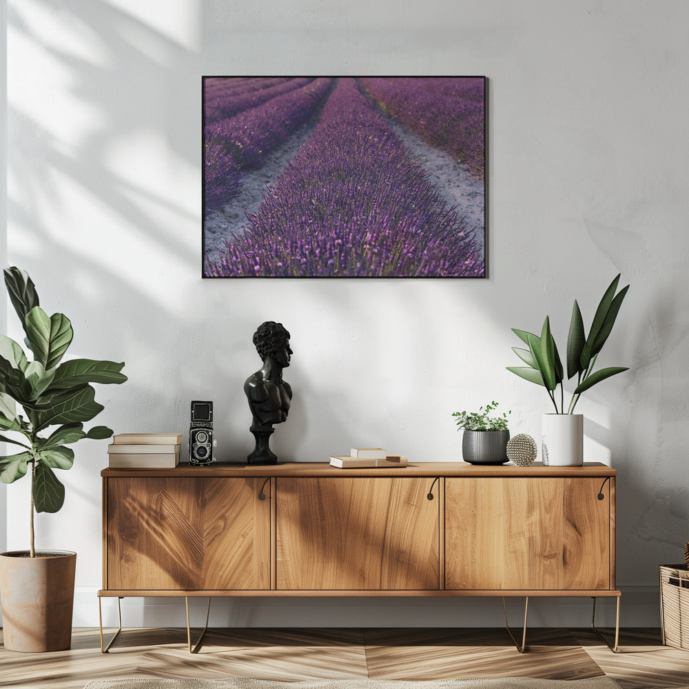 Lavender Detail | Poster