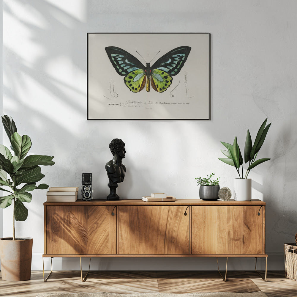 Groene vogelvleugelvlinder | Poster