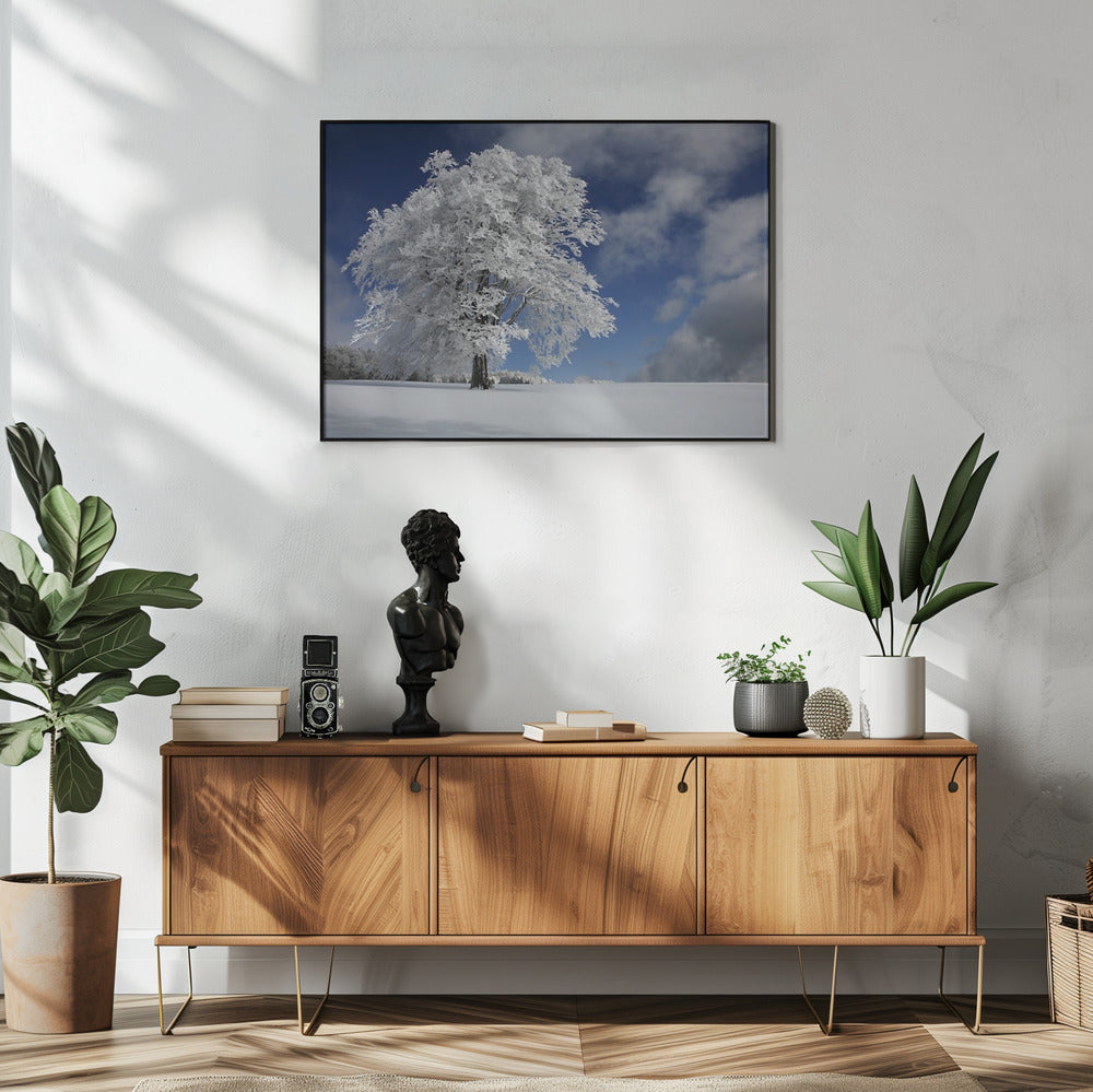 Witte Windbuche in het Zwarte Woud | Poster