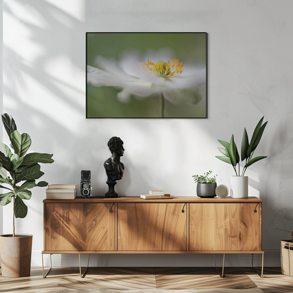 Witte anemoon | Poster