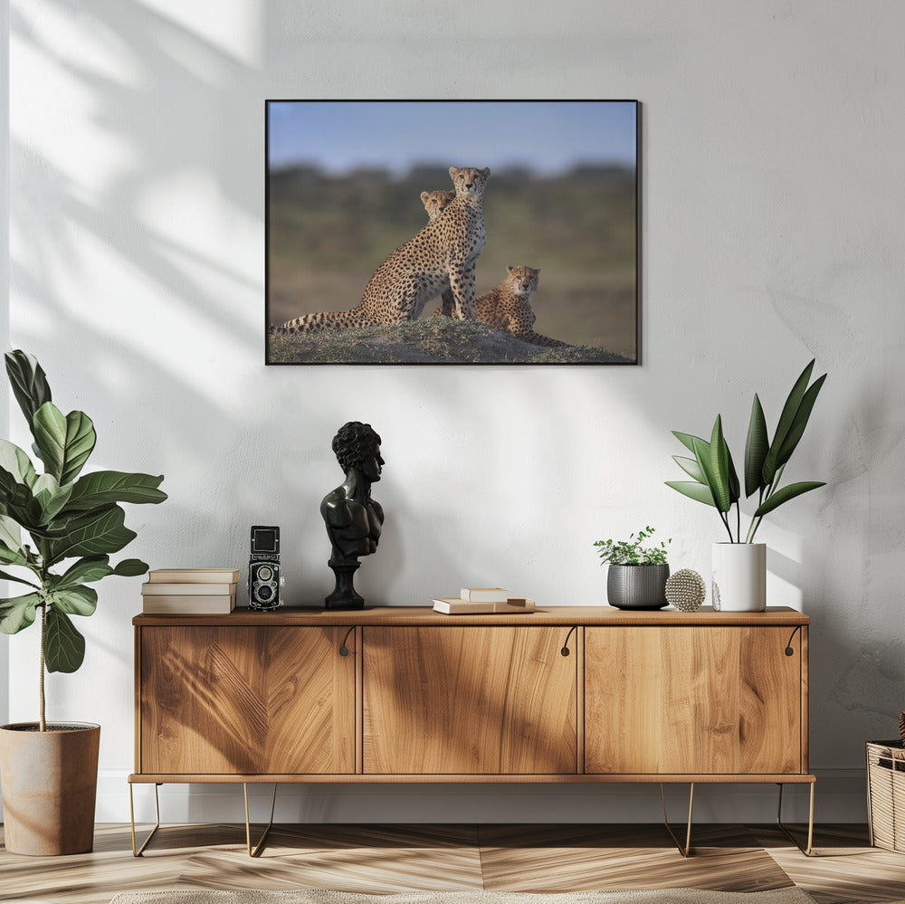 Cheetahs Family | Poster
