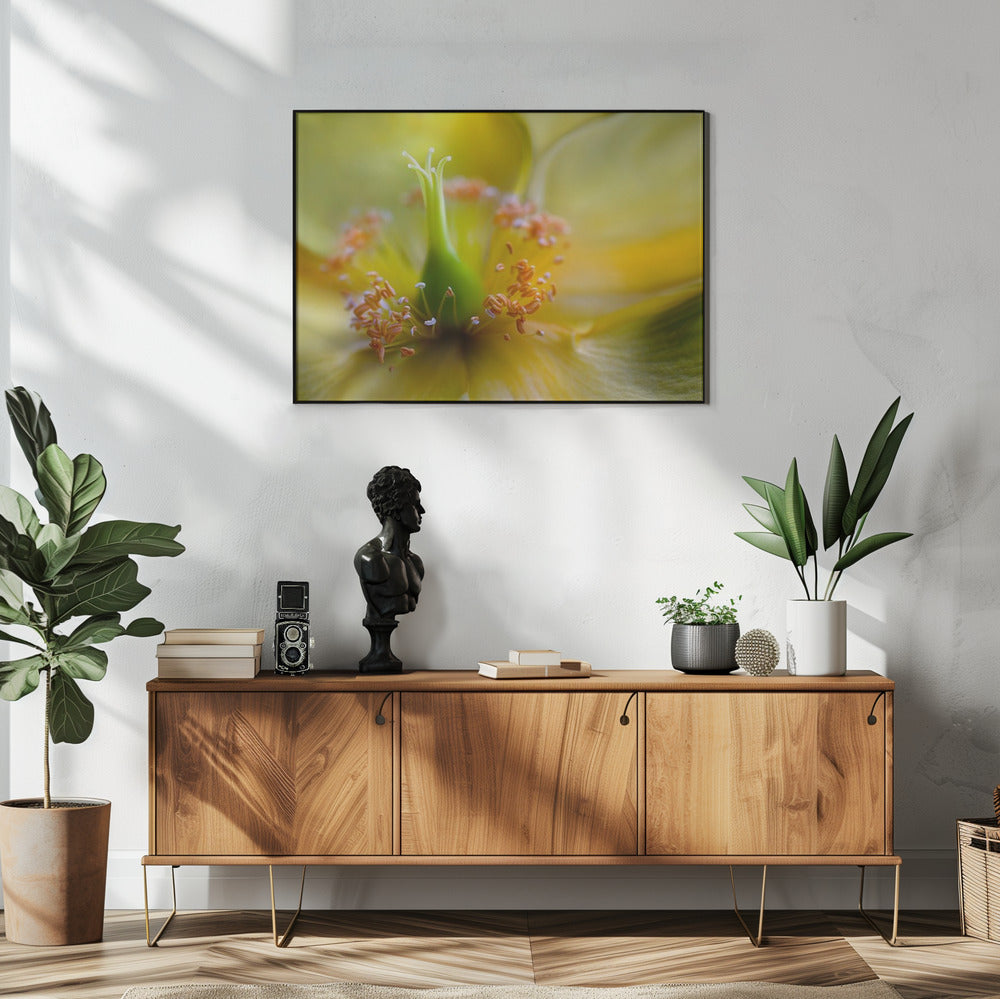 Hypericum | Poster