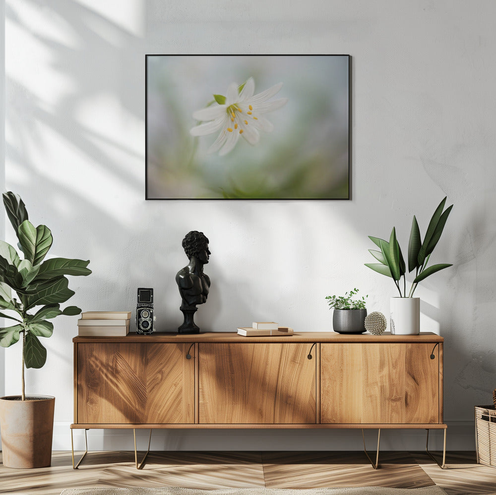 Voorjaarskruiskruid | Poster