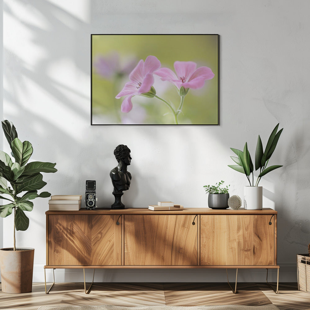 Roze Melodie | Poster