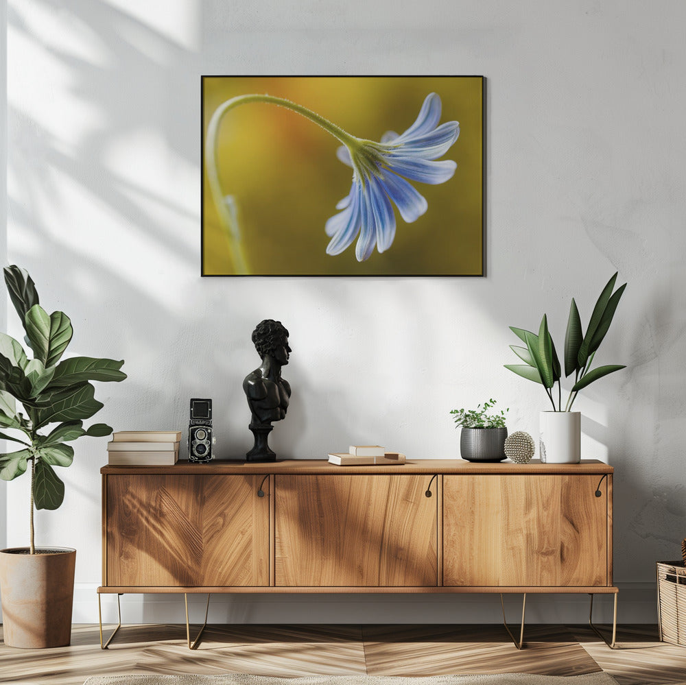 Kaapse Madelief | Poster
