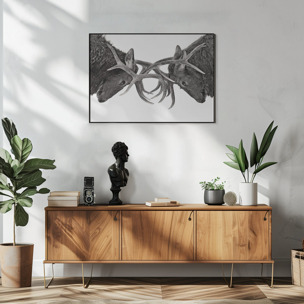 Oog in oog - Elandengevecht | Poster