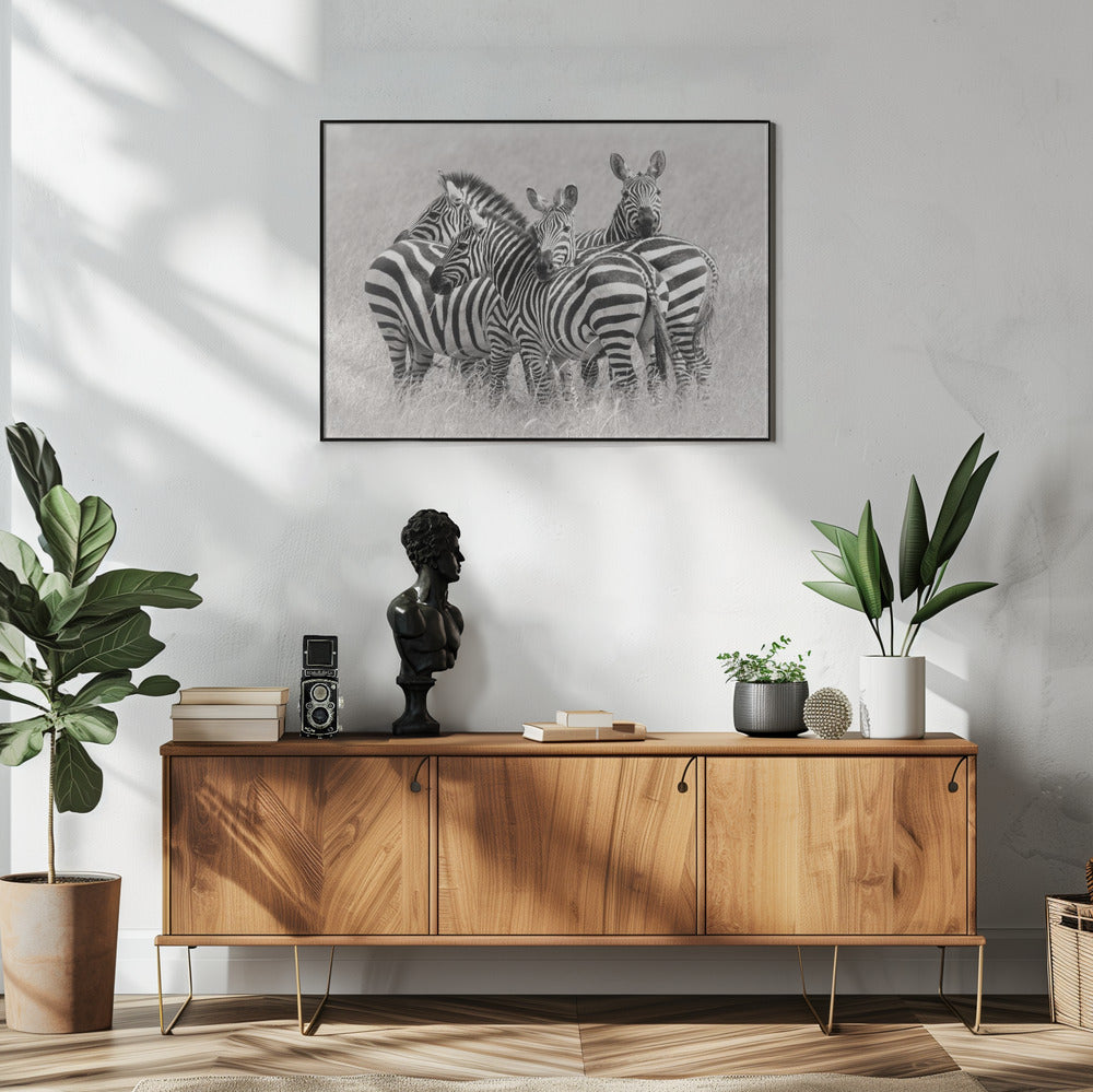 Zebra's | Poster