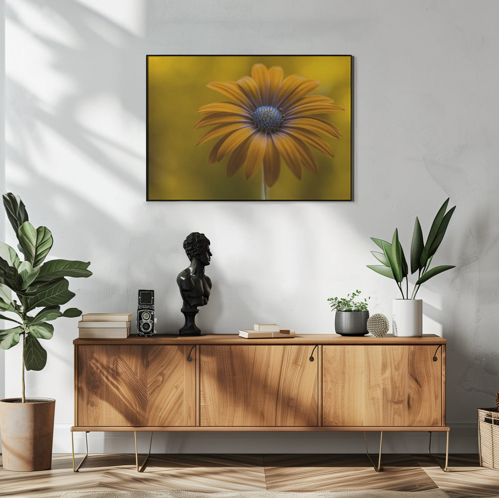 Zonnebloem Daisy | Poster