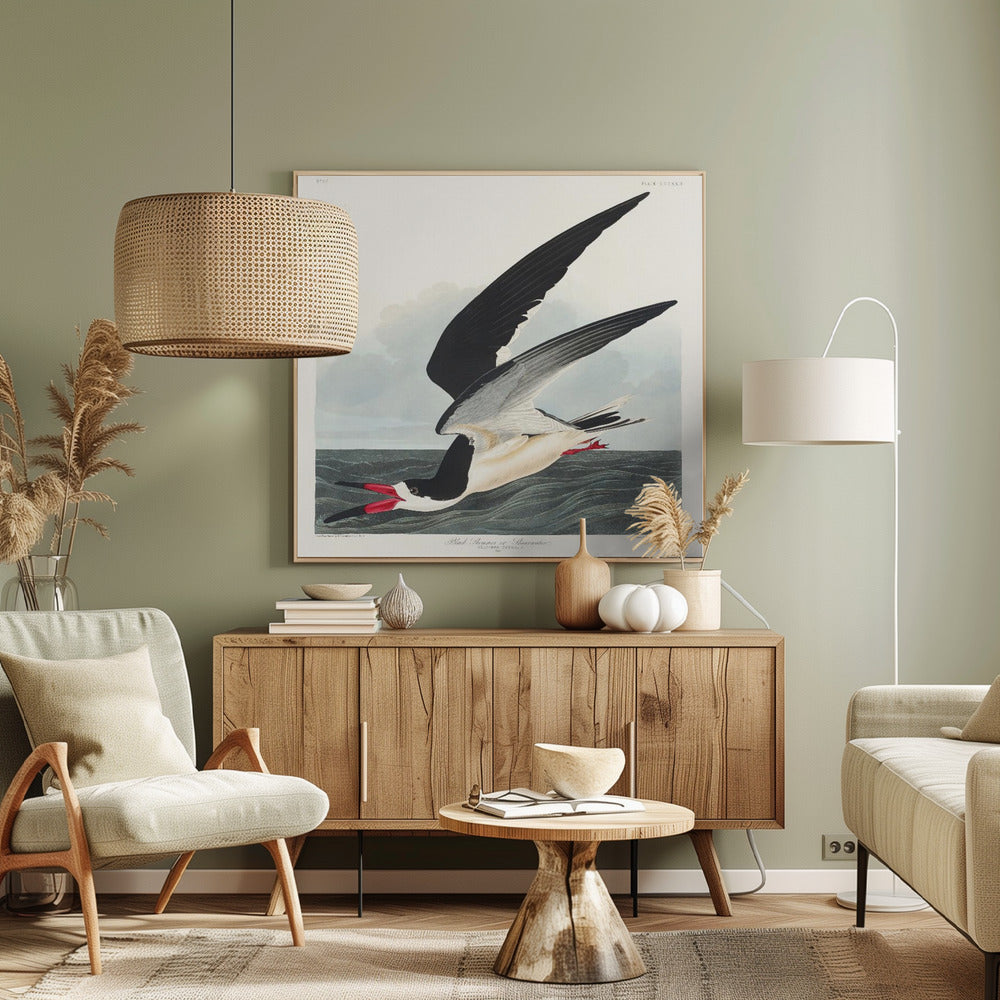Zwarte schaarbek uit Birds of America (1827) | Canvas