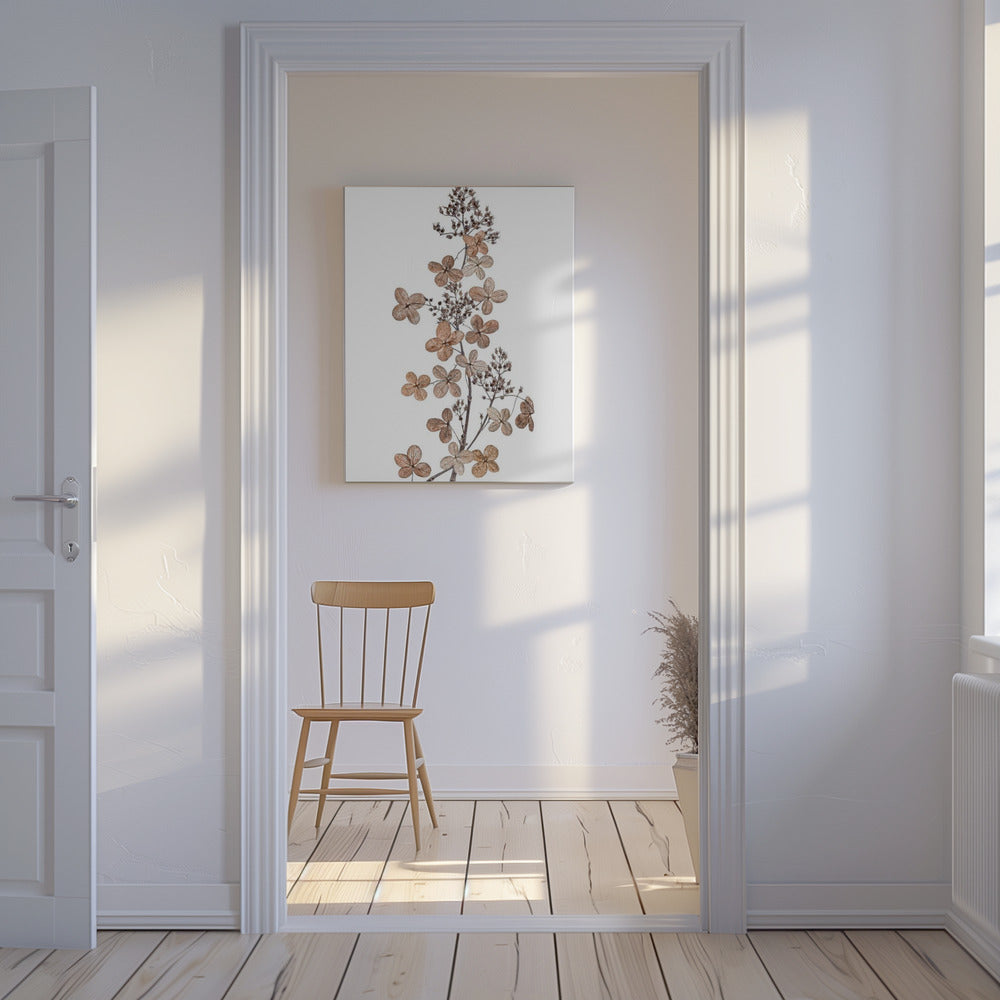 Hortensia Paniculata | Canvas