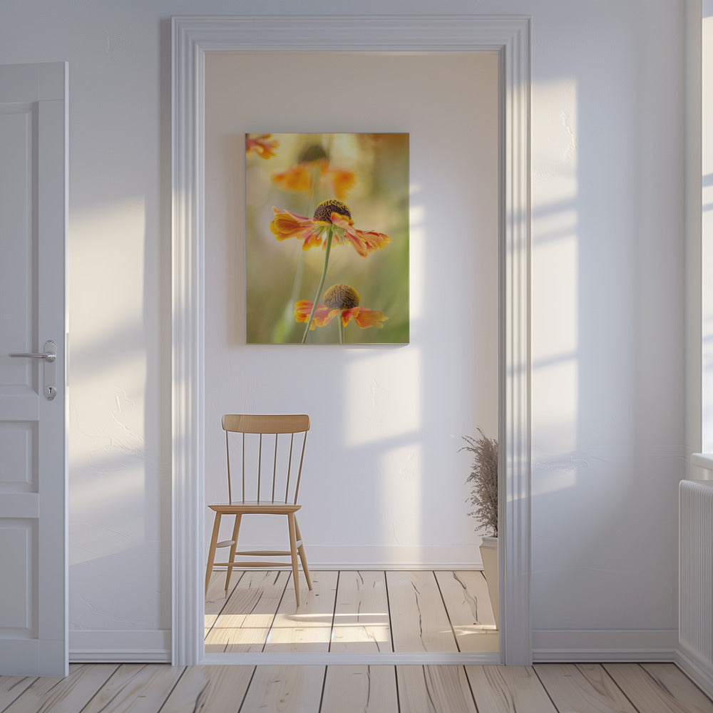 Helenium | Canvas