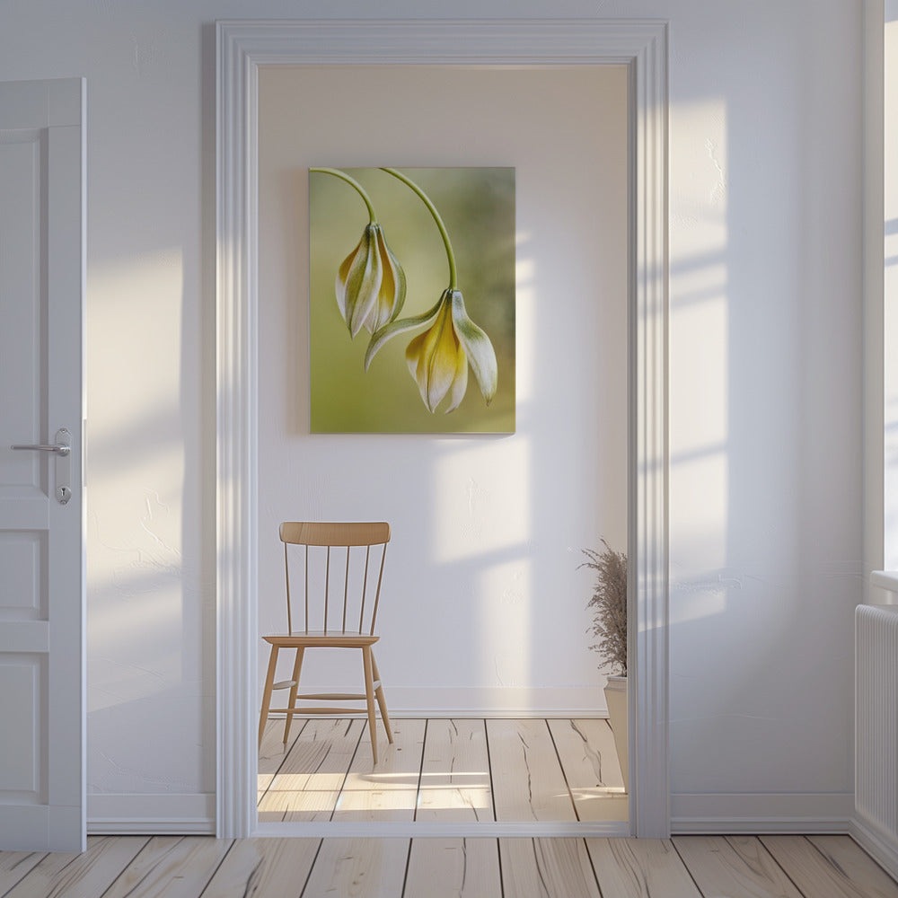 Tulipa | Canvas