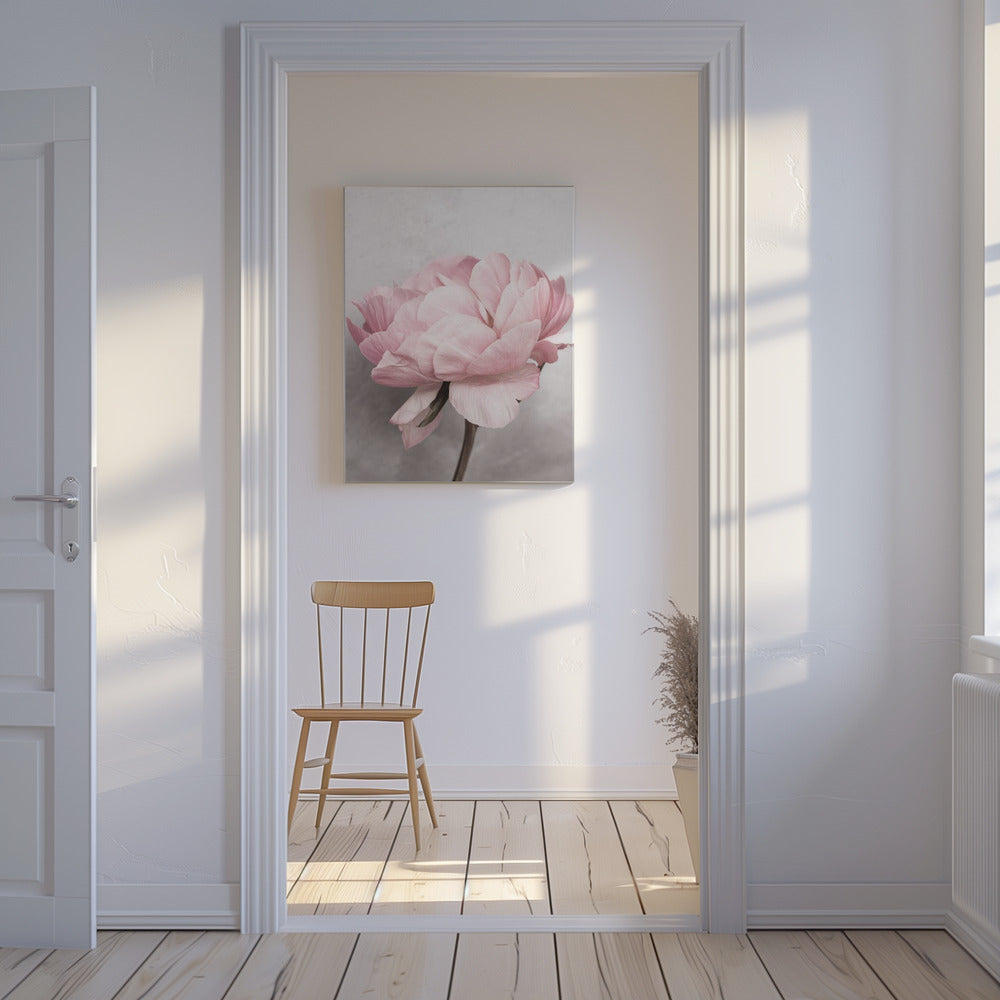Peony | Canvas