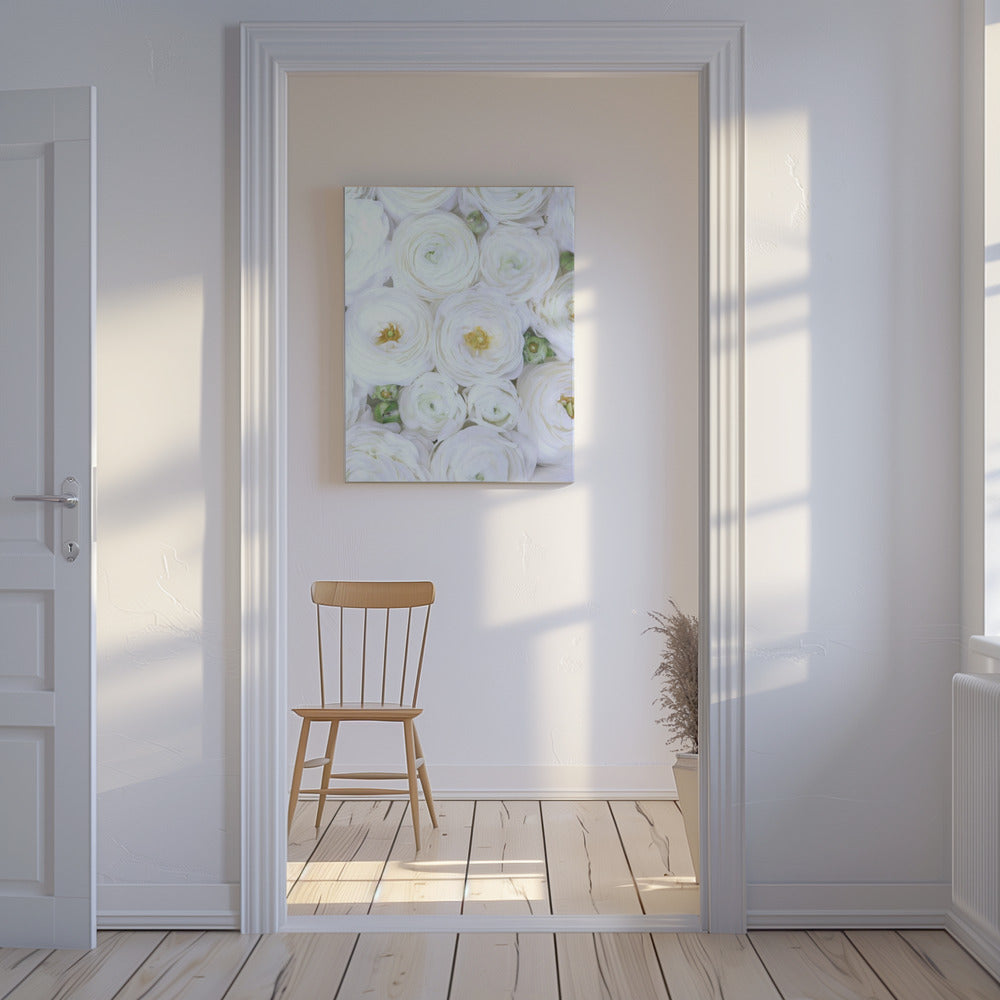 Zuiver witte ranonkel | Canvas
