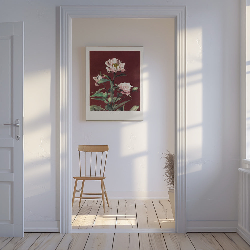Harige pioenroos nr. 2 | Canvas
