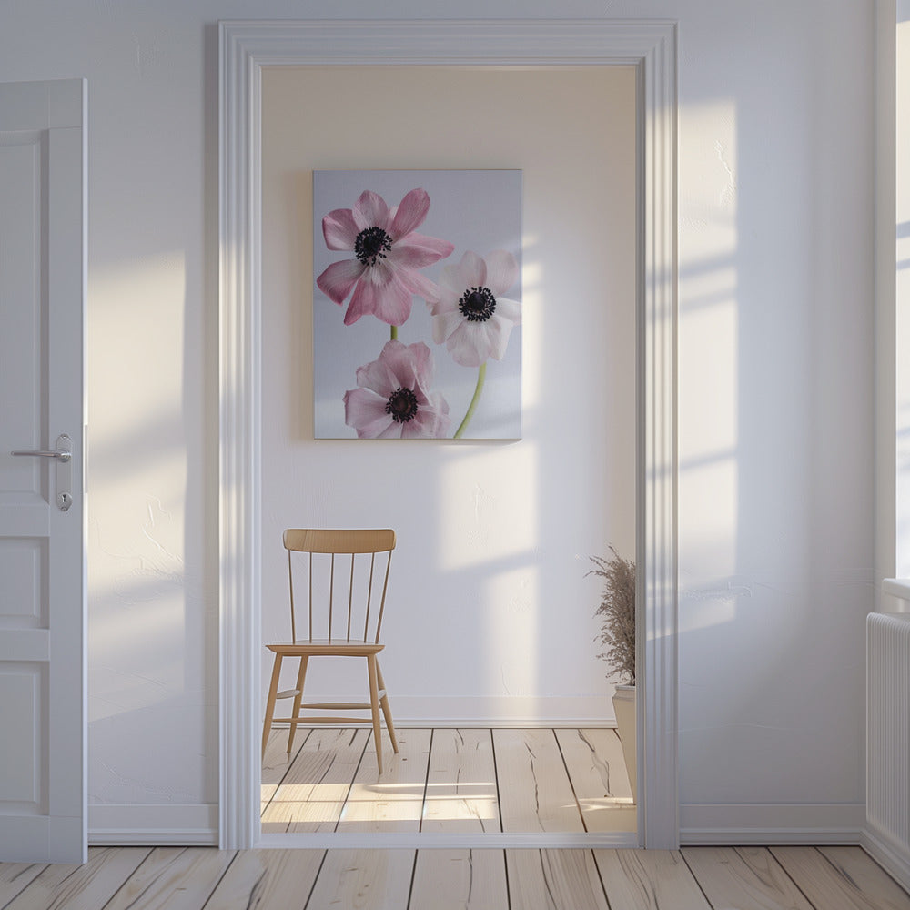 Elegante roze anemoonbloemen | Canvas