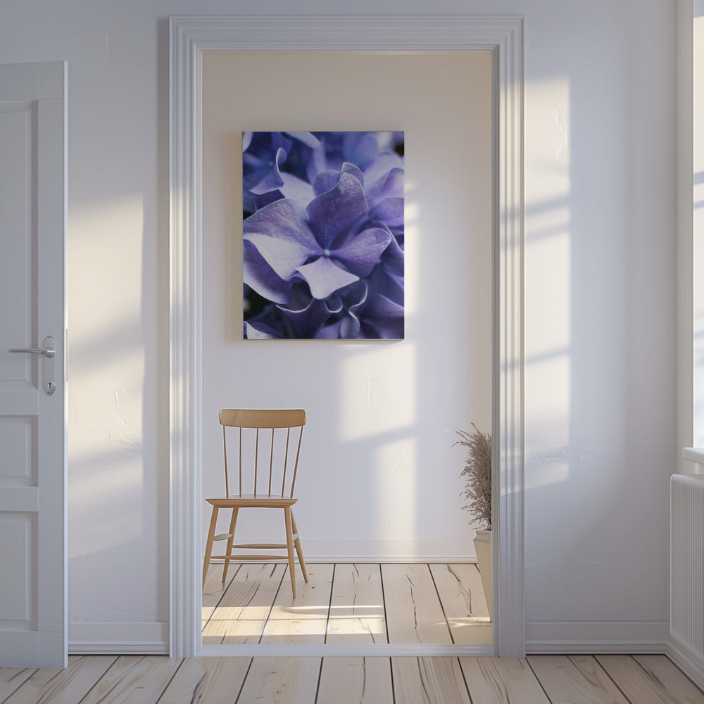 Delicate paarse hortensiablaadjes | Canvas