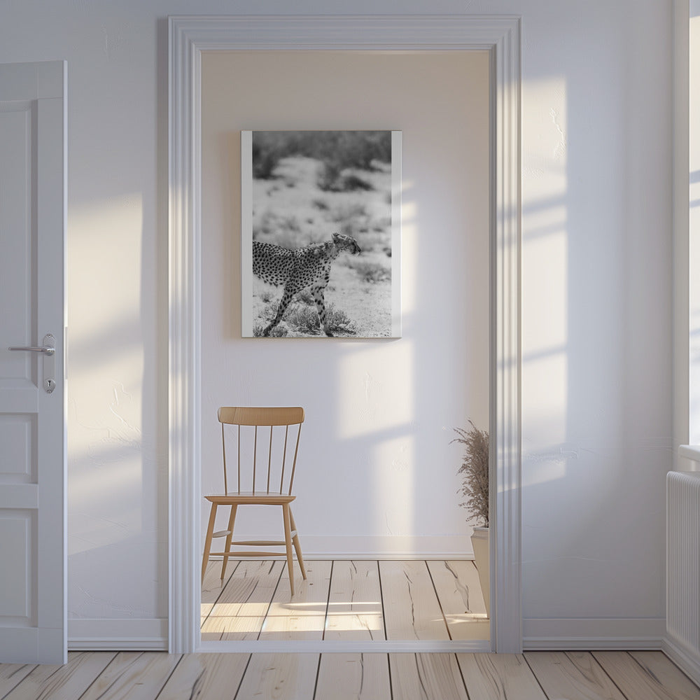 Een wandelende cheeta | Canvas