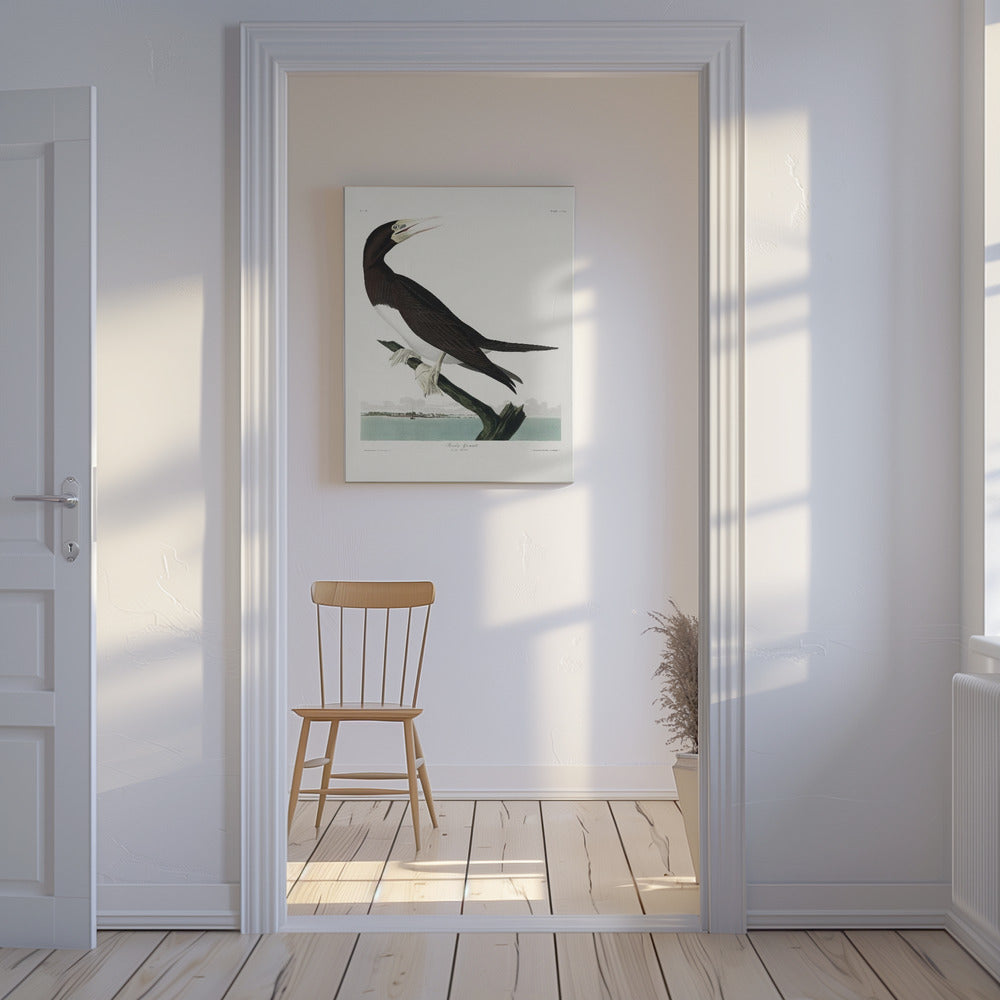 Booby Gannet van Birds of America (1827) | Canvas
