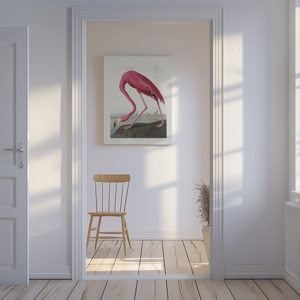 Roze flamingo uit Birds of America (1827) | Canvas
