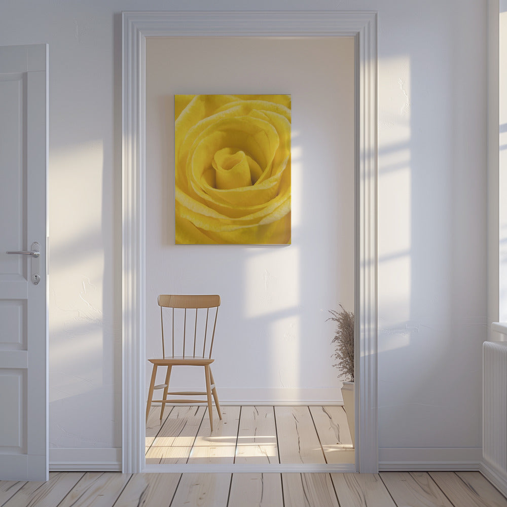 gele roos | Canvas