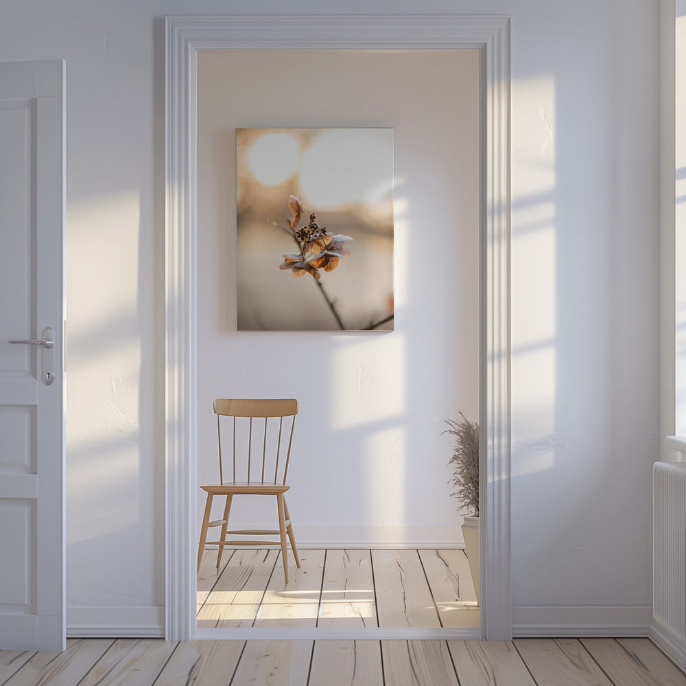 Hydrangea 4 | Canvas