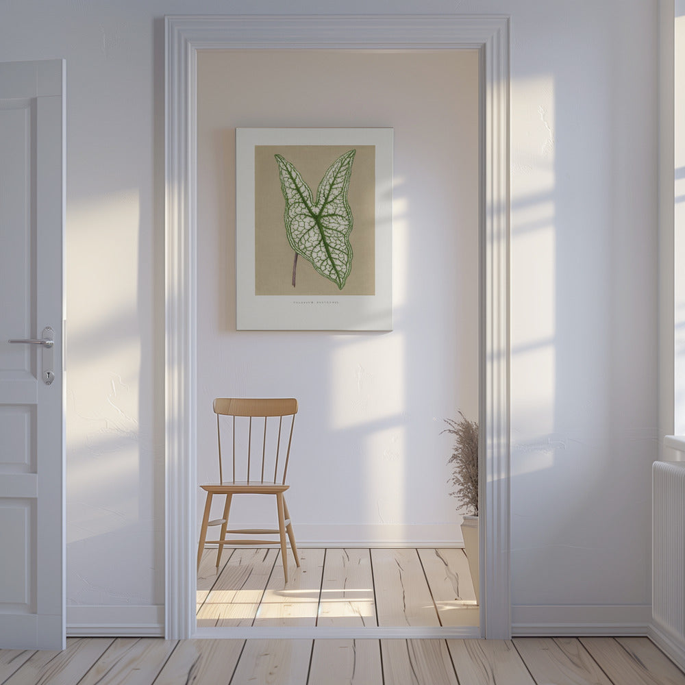 Groene Caladium Belleymii bladillustratie | Canvas