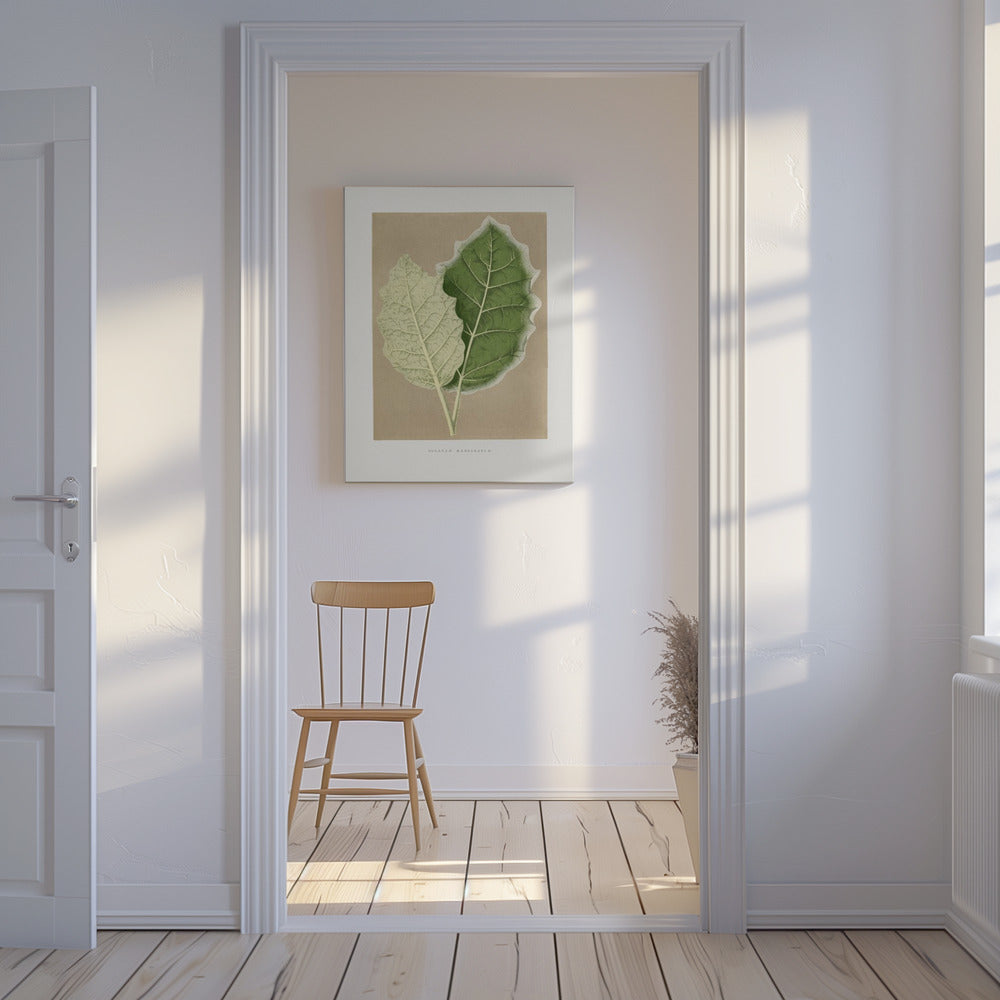 Illustratie van een groen Solanum Marginatum-blad | Canvas
