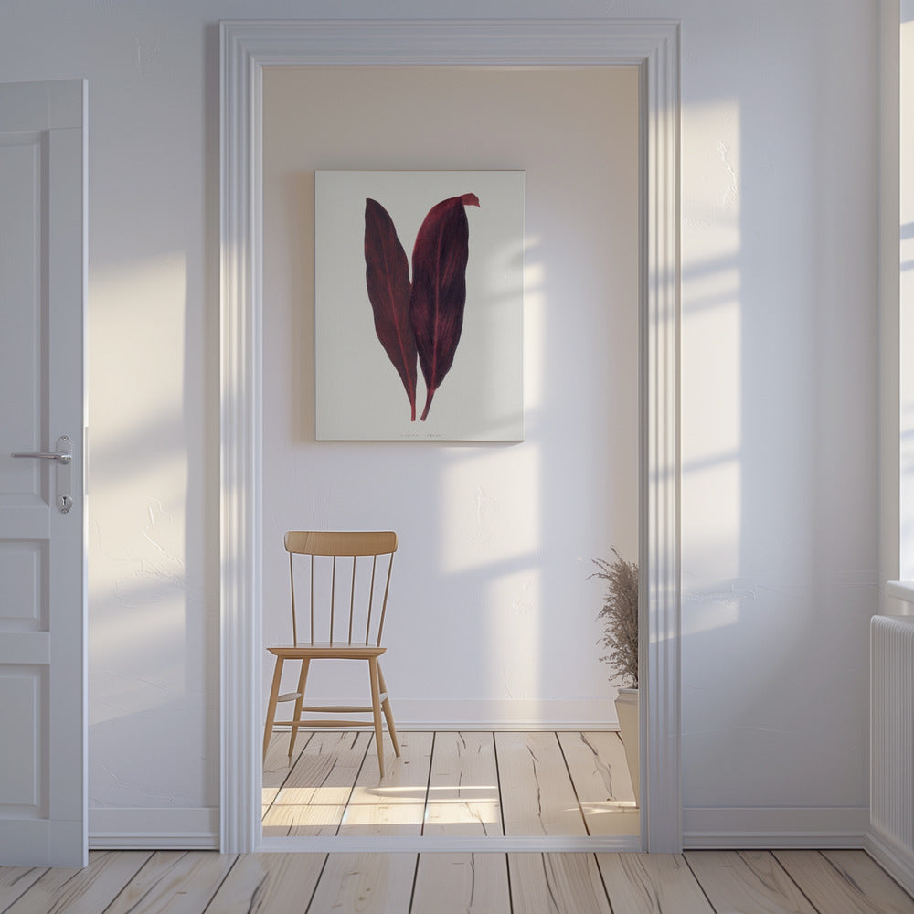 Roze Dracaena Ferrea-bladillustratie | Canvas
