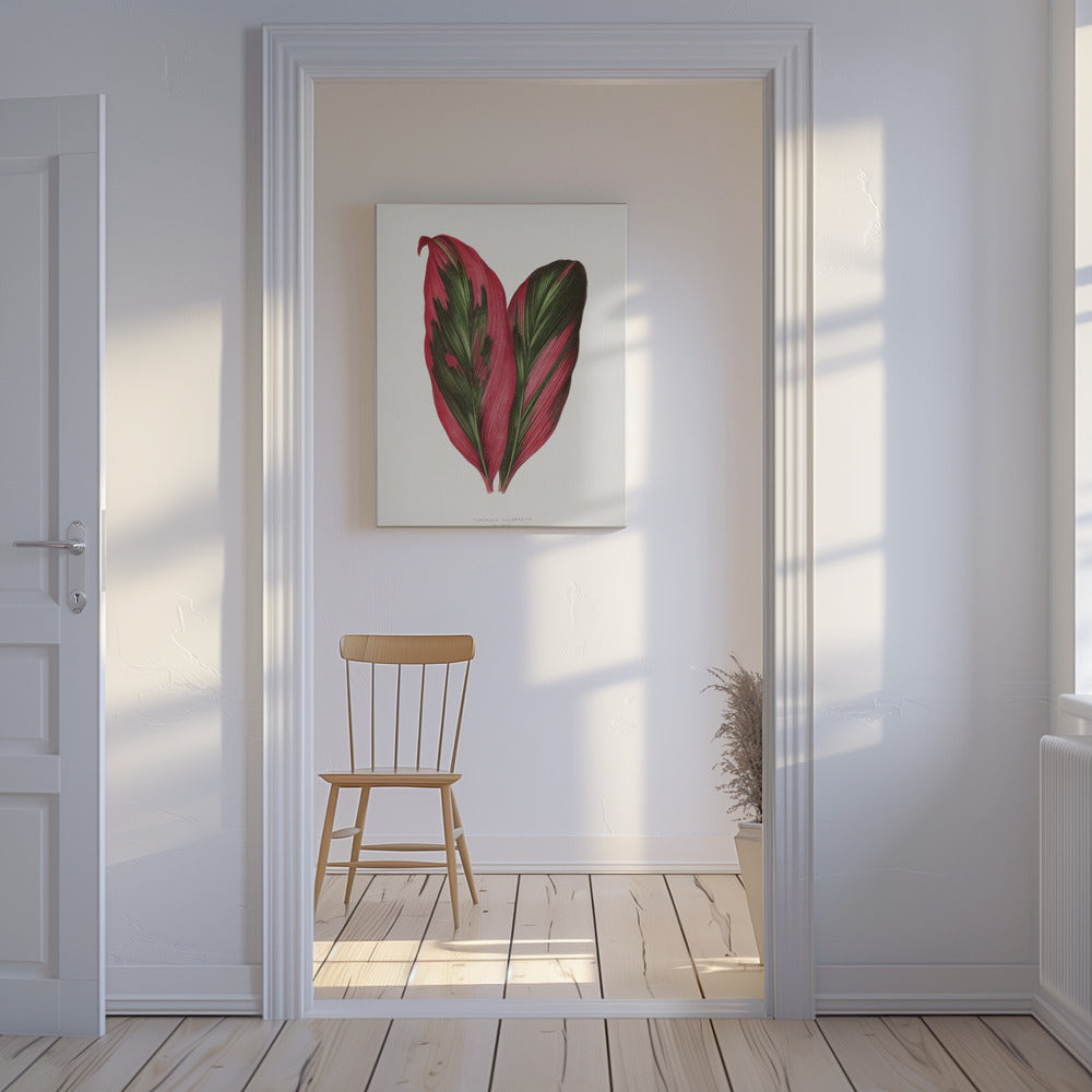 Roze Dracaena Terminalis-bladillustratie | Canvas