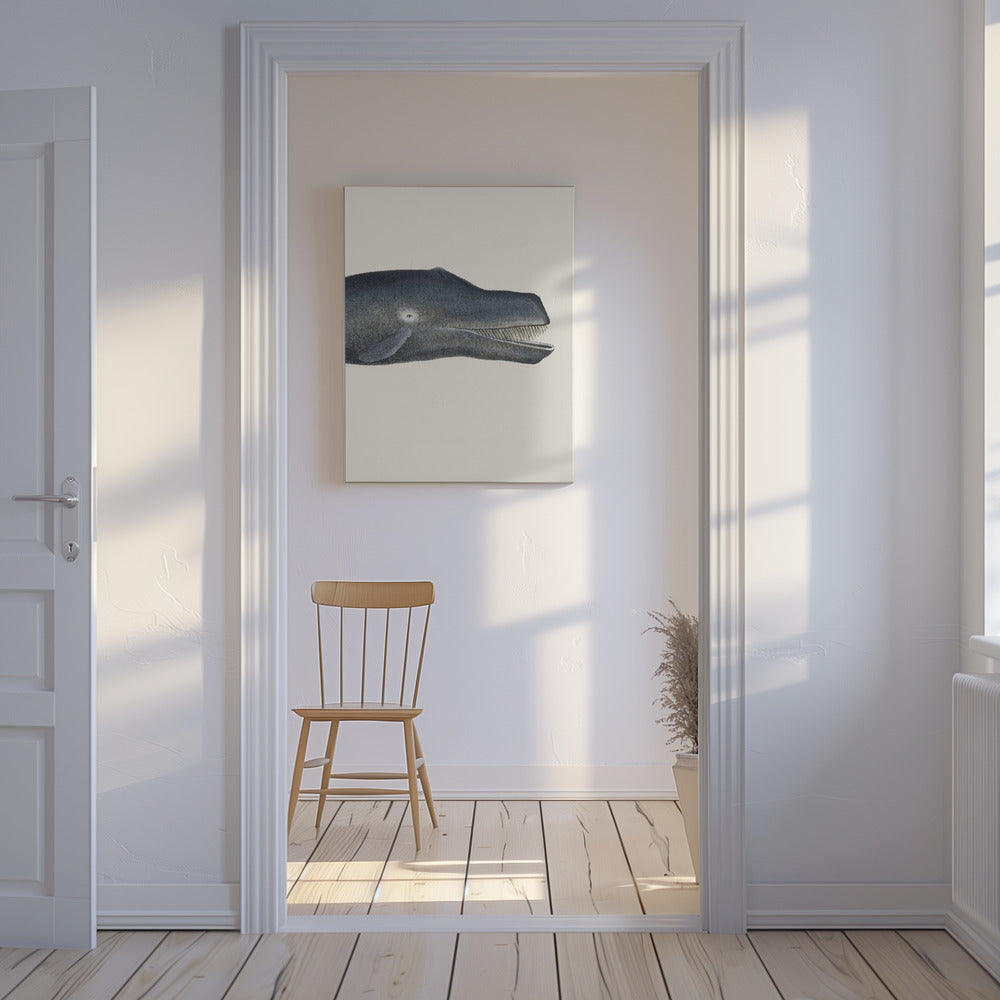 Walvis I Strakke uitsnede Handgekleurde zeelevenlithografie 1824 | Canvas