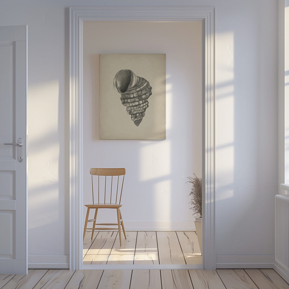 Schelpen | Canvas