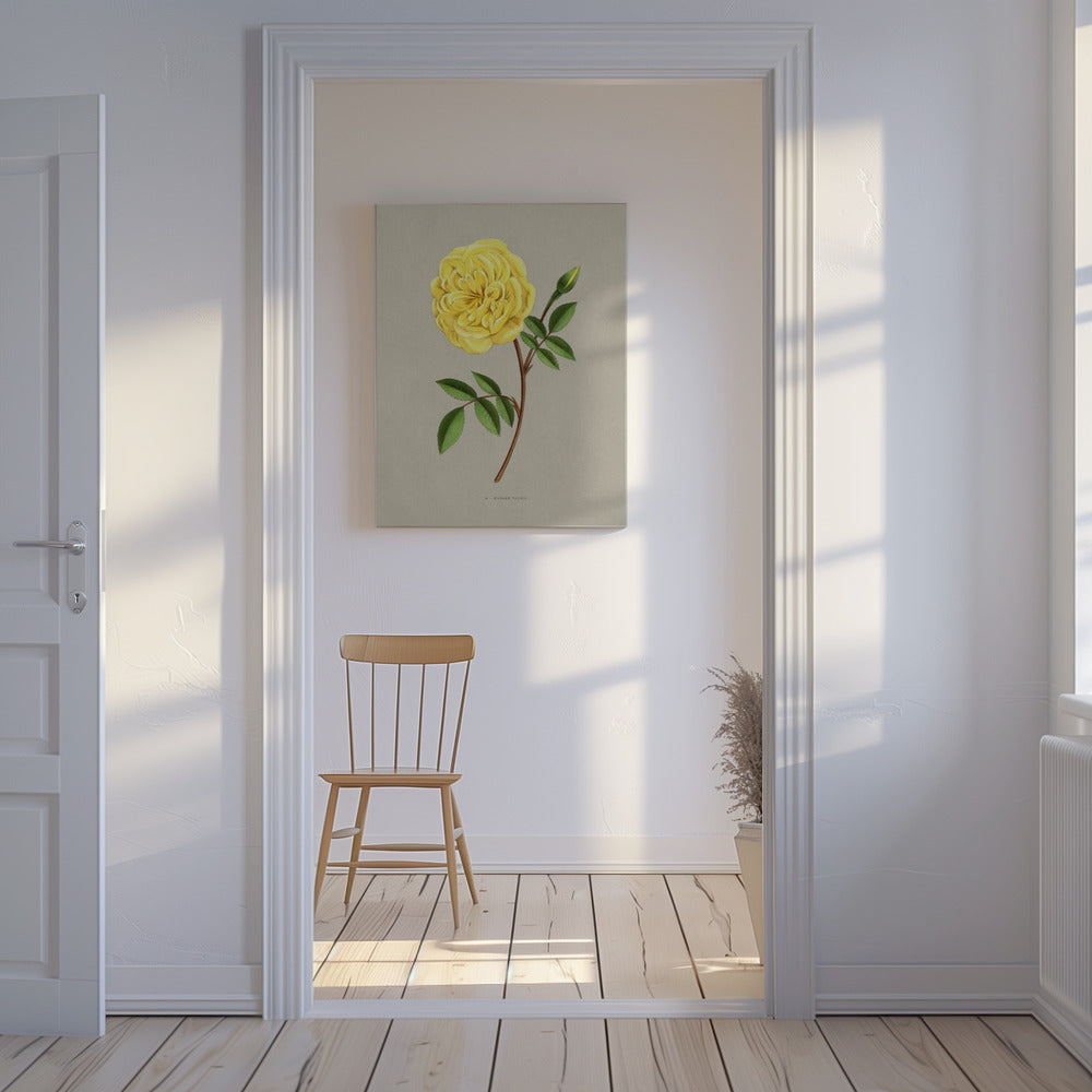 Roos Madame Falcot | Canvas