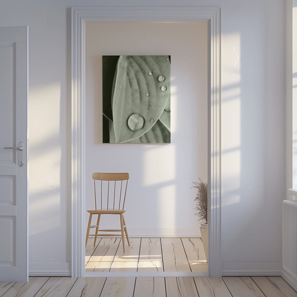 Dauw op blad elegantie | Canvas