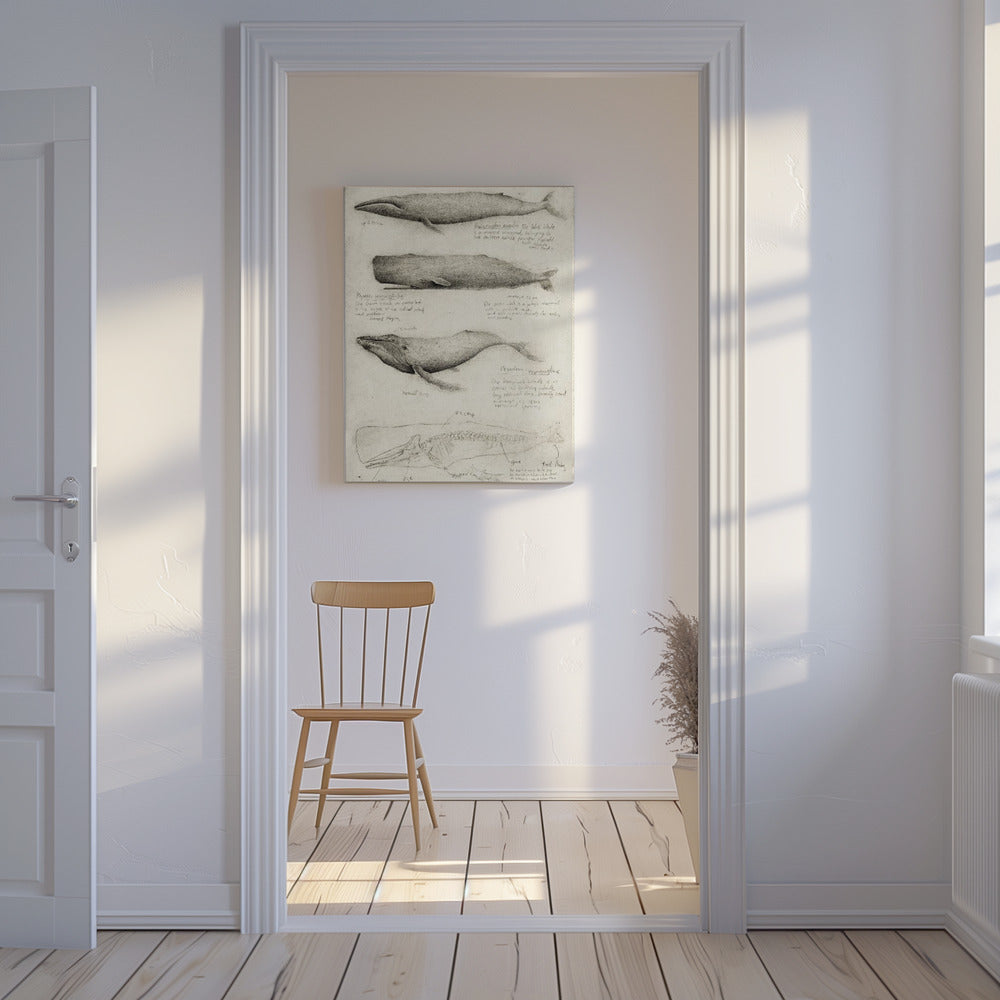 Schetsen van verschillende walvissen | Canvas