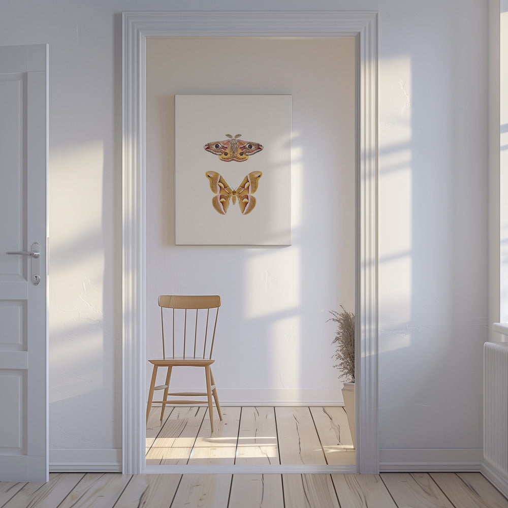 Motten | Canvas
