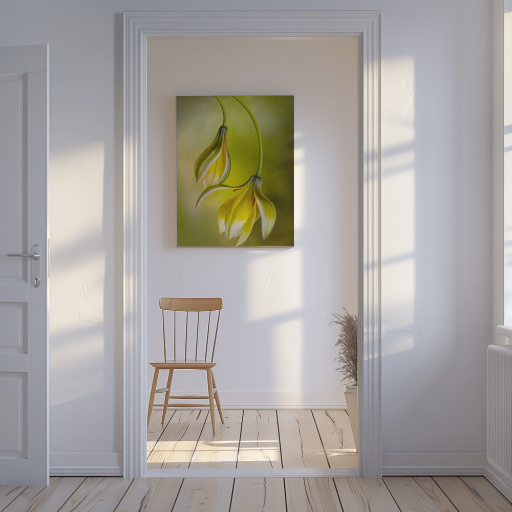 Tulipa | Canvas