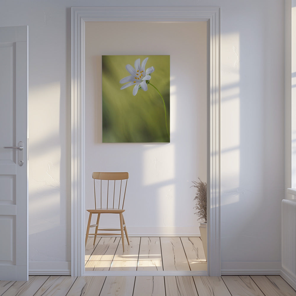 Stitchwort | Canvas