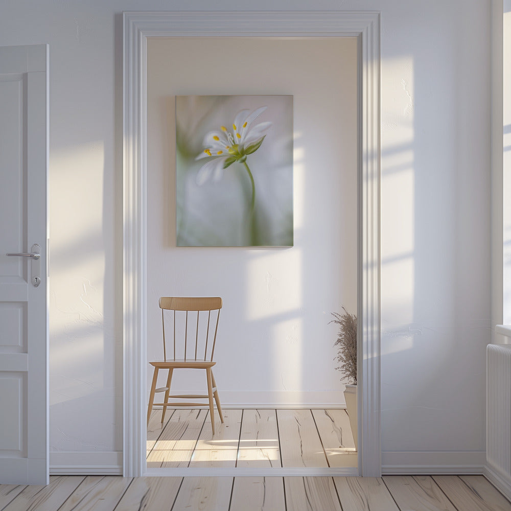 Stitchwort zacht | Canvas