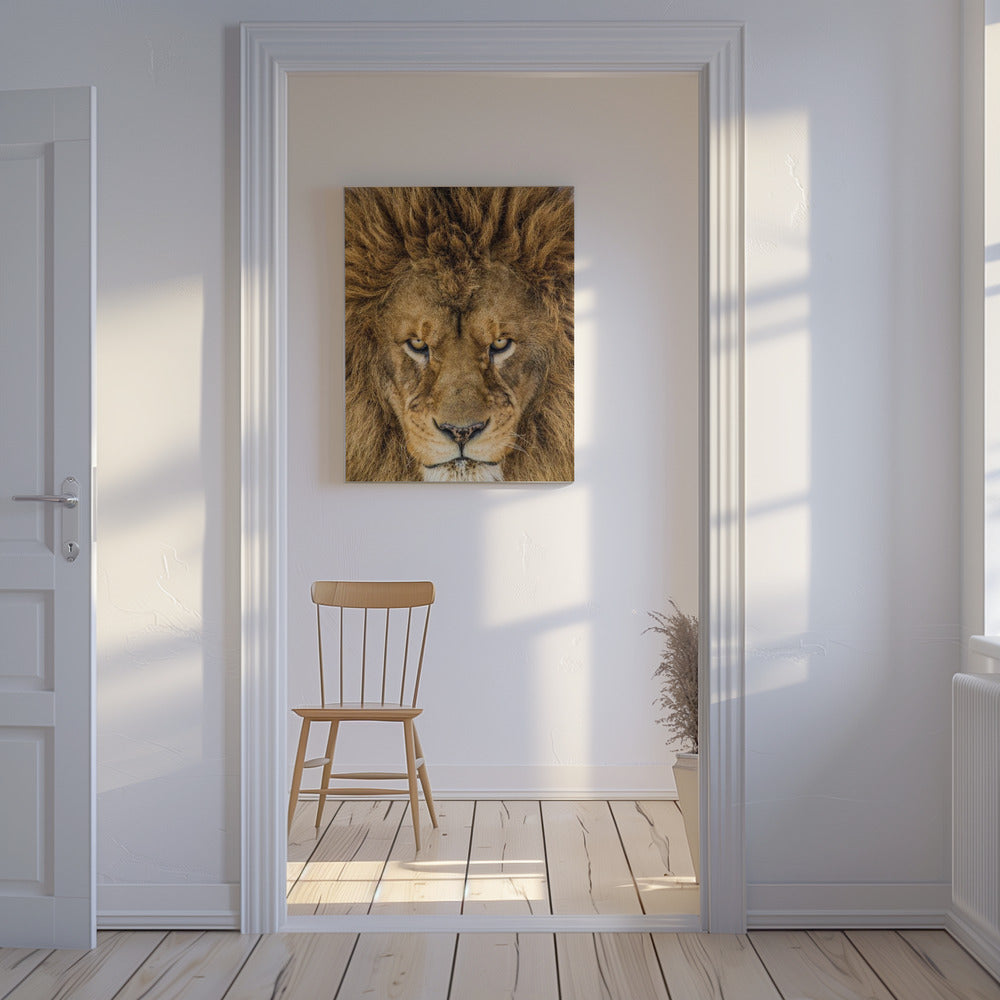 Serieuze Leeuw | Canvas