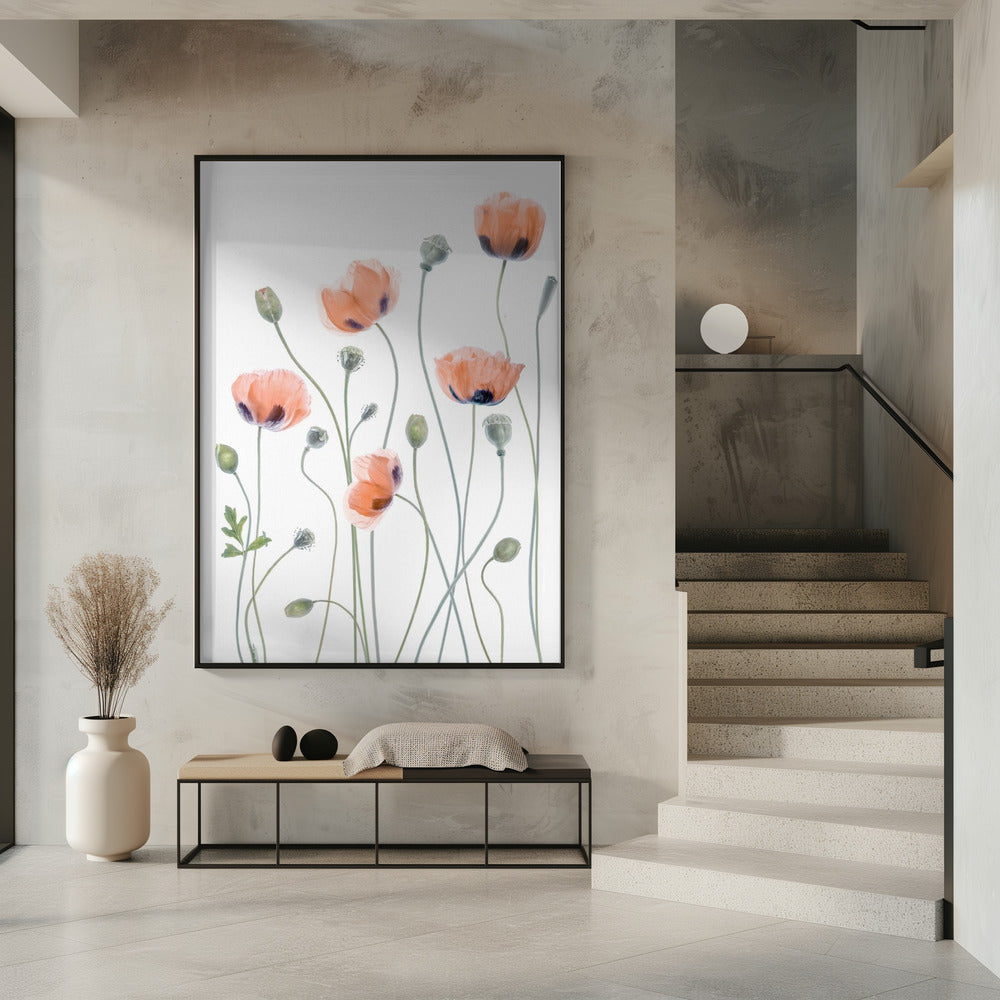 Poppies | Poster