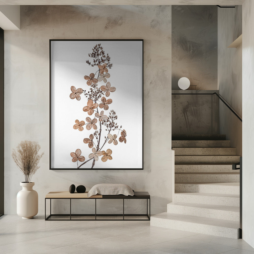 Hydrangea Paniculata | Poster